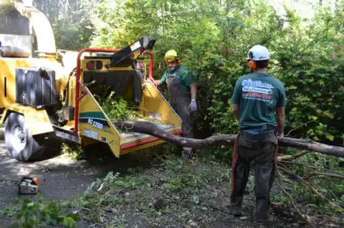 tree services Laurel Hill